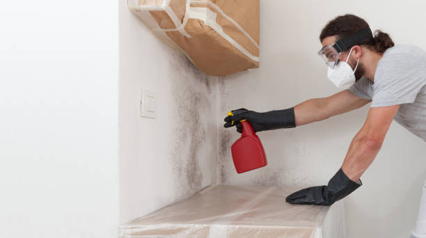 Professional Basement Mold Remediation technician working in Marshall, TX
