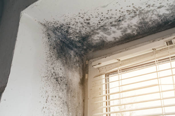 Affordable Basement Mold Remediation solutions in Marshall, TX